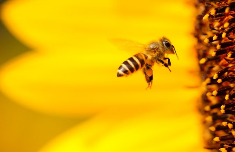 PODCAST: „Včely nechováme kvôli medu,“ hovorí A. Gandžala