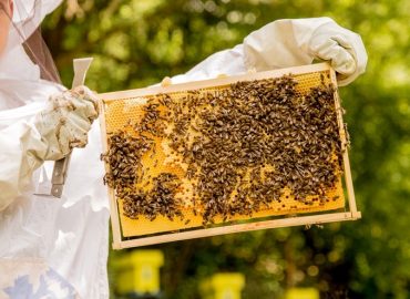 Ako rýchlo a účinne pomôcť prírode? Adoptujte si úľ