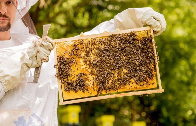 Ako rýchlo a účinne pomôcť prírode? Adoptujte si úľ